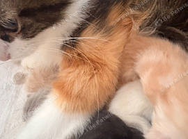 Persian x kittens please read description