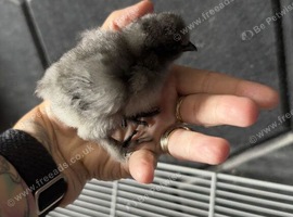 Week old silkie chicks