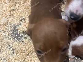 Dachshund x jack russell