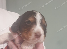 Last boy cocker spaniles