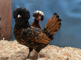 Stunning Polish bantams for sale from excellent stock- variety of colours