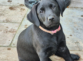 Labrador Pups For sale