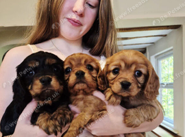 Beautiful Cavalier King Charles Spaniel Puppies &ndash; 2 Males & 1 Female Available