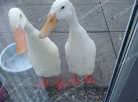 2 white male indian runner ducks
