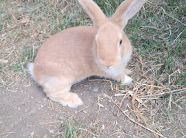 Beautiful bunnies