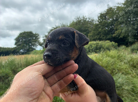 Jack Russell x Lakeland puppies