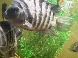 Very big male convicts x2