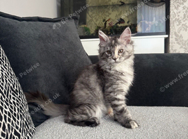 Female main coon kitten