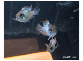 Electric Blue Acara fish