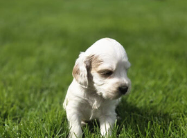 F1B cockapoo puppies