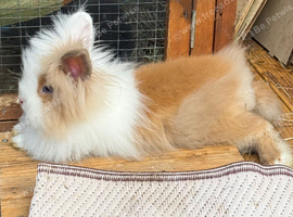 2 x Teddydwerg x Jersey Wooly bunnies Does Bonded
