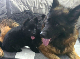 German Shepherd Long Hair  Black Puppies