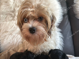 Yorkipoo puppies