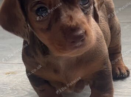 Dachshound puppy