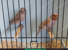Mosaic canaries