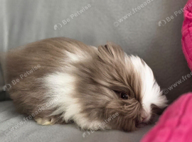 Handsome Chocolate and white double mane lion head buck