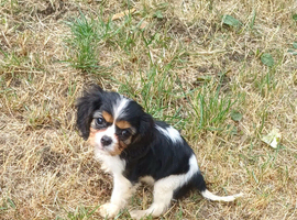 Beautiful cavalier king charles puppies