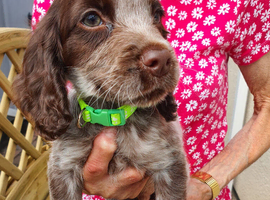 Adorable Cocker Spaniel