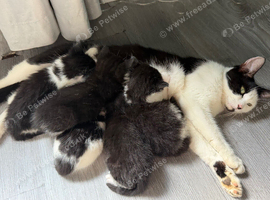 5 beautiful kittens left out of a litter of 7