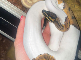 Pied ball python for sale