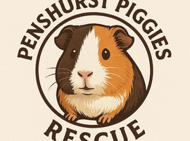 Penshurst piggies guinea pig rescue