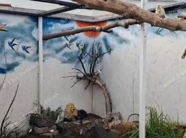 Parrots/Parrakeets given lifetime home.