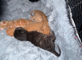 4 beautiful kittens for sale please read discription
