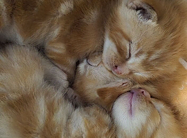 Beautiful kittens