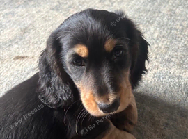 X3 KC REGISTERED Long Haired Miniature Daschund puppies looking for there forever home.