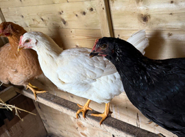 Mixed Chicks for Sale