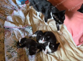 4 black and white kittens