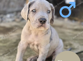 Great Dane x Cane corso puppies