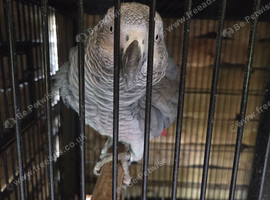 African grey parrot
