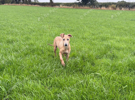 One of kind pure whippet