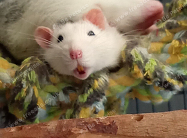 2 rats for sale