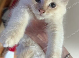Ragdoll kittens rare blue sepia tortie & flame point 9 weeks ready now!
