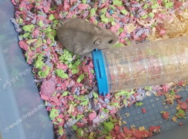 Russian dwarf hamster with cage and accessories in Derby