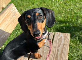 7 month old girl for sale