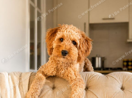 F1 Red Cavapoo Boy
