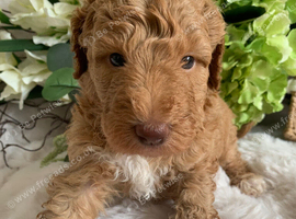 Health tested Australian Labradoodles