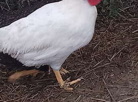 Pair leghorn bantams
