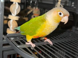Kiwi
