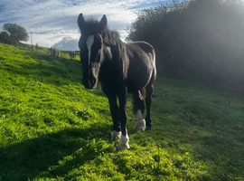 4 year old gelding