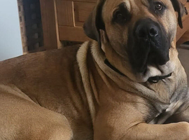 Male boerboel