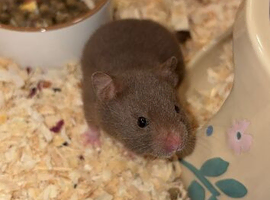 17 week old female Syrian hamster