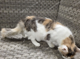 18 month old female maine coon