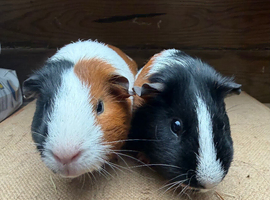 Gorgeous boys looking for loving home