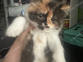 British shorthair/ Persian kittens 12 weeks old