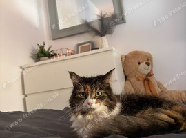 MISSING CAT near B23 5RG (erdington)