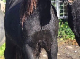 Gypsey cob 19 months old